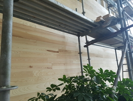 jasanový feelwood na stěně